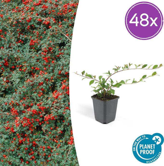 48 x Dwergmispel 'Major' Cotoneaster dammeri 25cm - Ø9cm sterke winterharde bodembedekker
