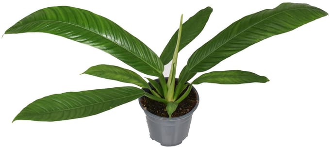 Philodendron Campii - Hoogte 40cm - Pot 14cm