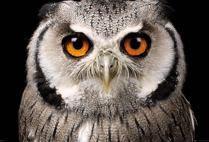 Uil poster - Owl - vogel - 61 x 91.5 cm