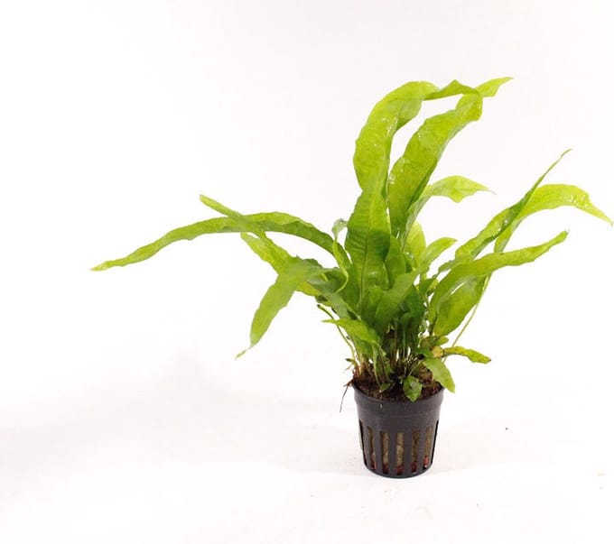 Aquaflora Microsorum Pteropus Latifolia | Javavaren | In 9CM pot