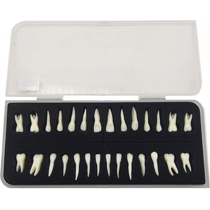 Tand 28 Permanente Tanden Modellen Met Wortels Anatomisch Gipsmodel Voor Tandheelkundige Studie white
