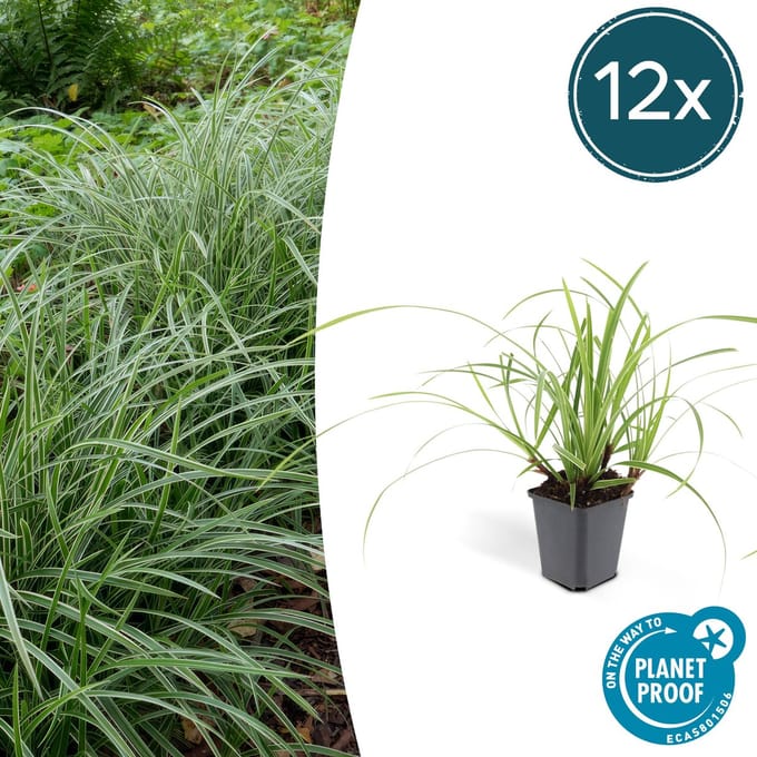 12x Japanse zegge Ice Dance, Carex morrowi, siergras, simpele bodembedekker