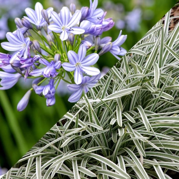 Agapanthus 'Silver Moon' - Afrikaanse lelie - Wortelgoed - 5 stuks