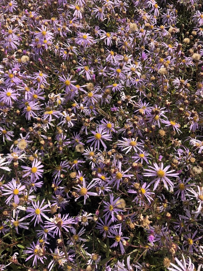 6 x Aster pyrenaeus 'Lutetia' - Aster - pot 9 x 9 cm