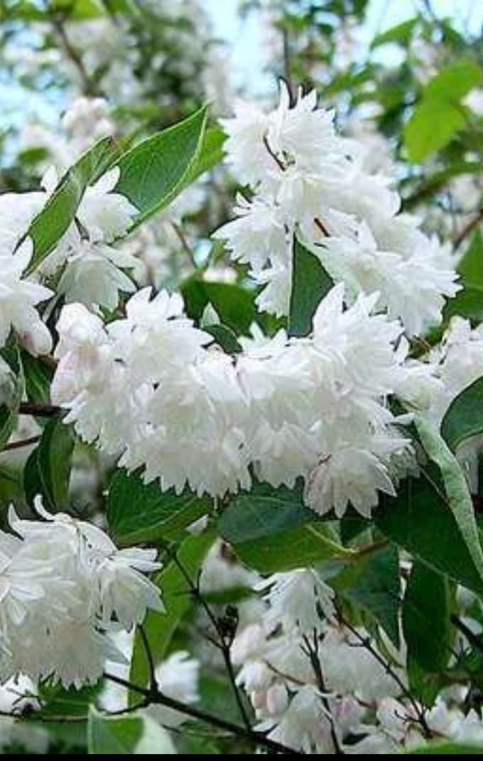Deutzia magnifica - Bruidsbloem 60- 80 cm in pot