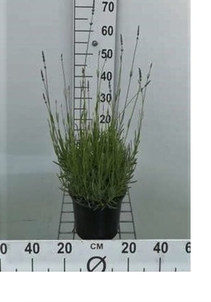 2 x Lavandula int. 'Alba' - Lavendel In pot 2 liter