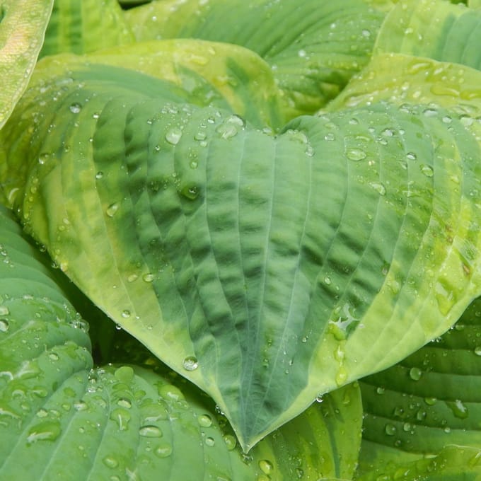 Hosta 'Frances Williams' (Hosta Frances Williams) - - Hartlelie (Potplant) - Vaste planten - Groenblijvend - Bodembedekkers - Zomerbollen