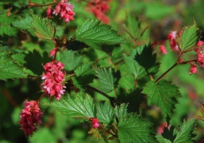 Neillia affinis - Trosspirea 40 - 60 cm in pot