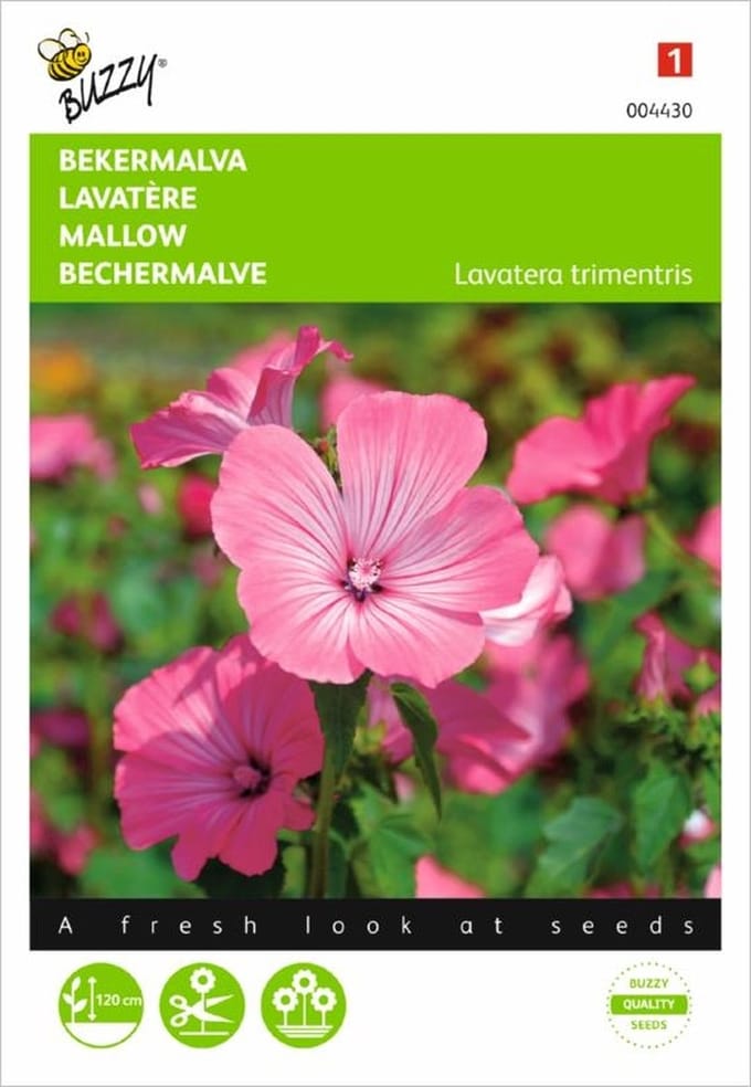 Bekermalva - Lavatera trimestris