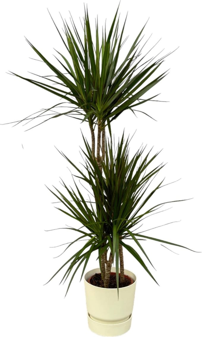 Elegante Dracaena Marginata en witte pot, ↨120cm