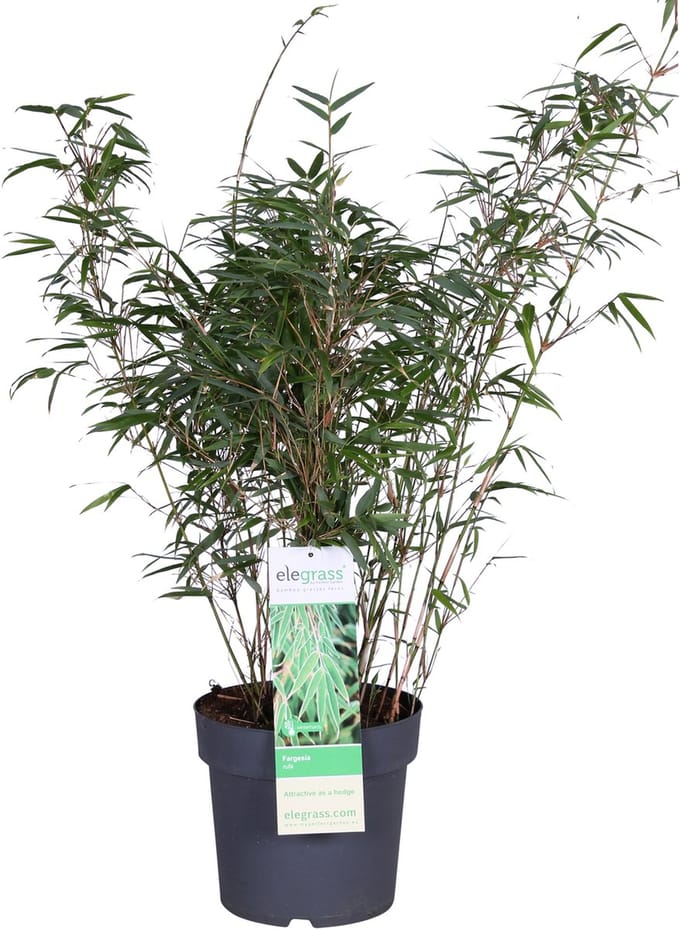 Hello Plants Fargesia Rufa - Ø 23 cm - Hoogte: 80 cm - Bamboe Plant