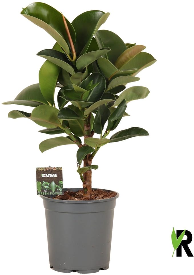 Ficus Elastica Cloe vertakt 70 cm – Kamerplant – Vers Van De Kweker – Potmaat Ø21 cm