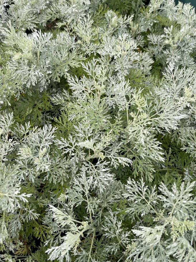 6x Alsem, Bijvoet - Artemisia 'Powis Castle' | 9x9 cm pot