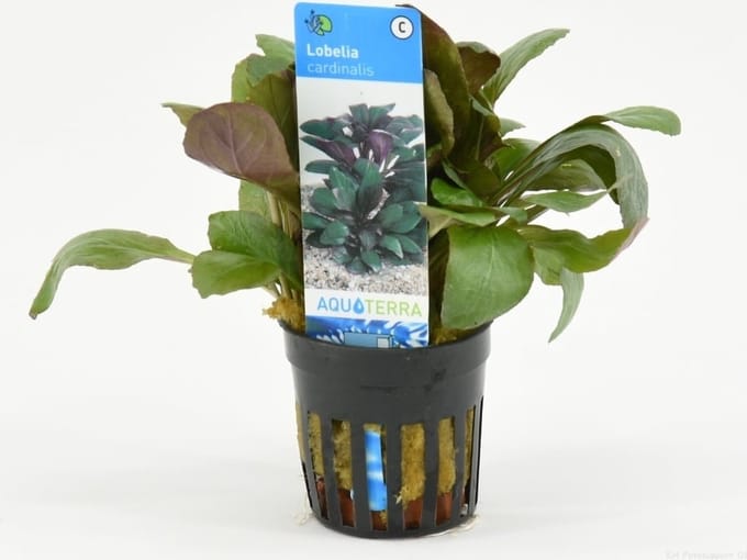 Moerings Lobelia Cardinalis | Scharlaken Lobelia | in 5 cm pot