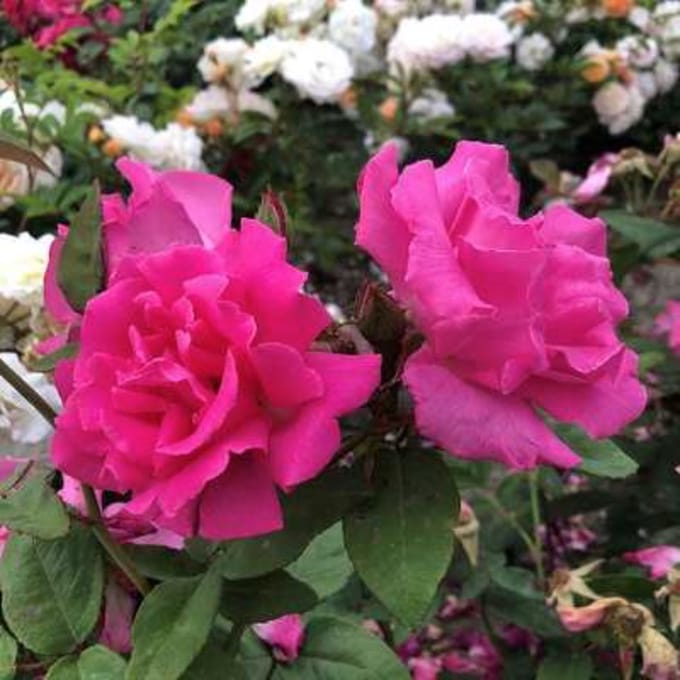 Rosa 'Zephirine Drouhin' - Roos in pot
