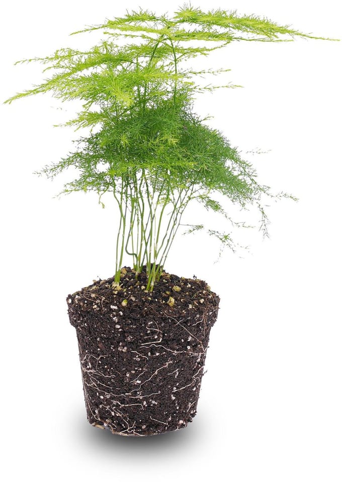 Asparagus Plant - Potmaat 6 cm - 15-20 cm Hoog