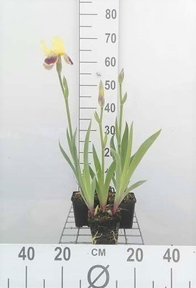 6x Baardiris - Iris (germ.) 'Nibelungen' | 9x9 cm pot