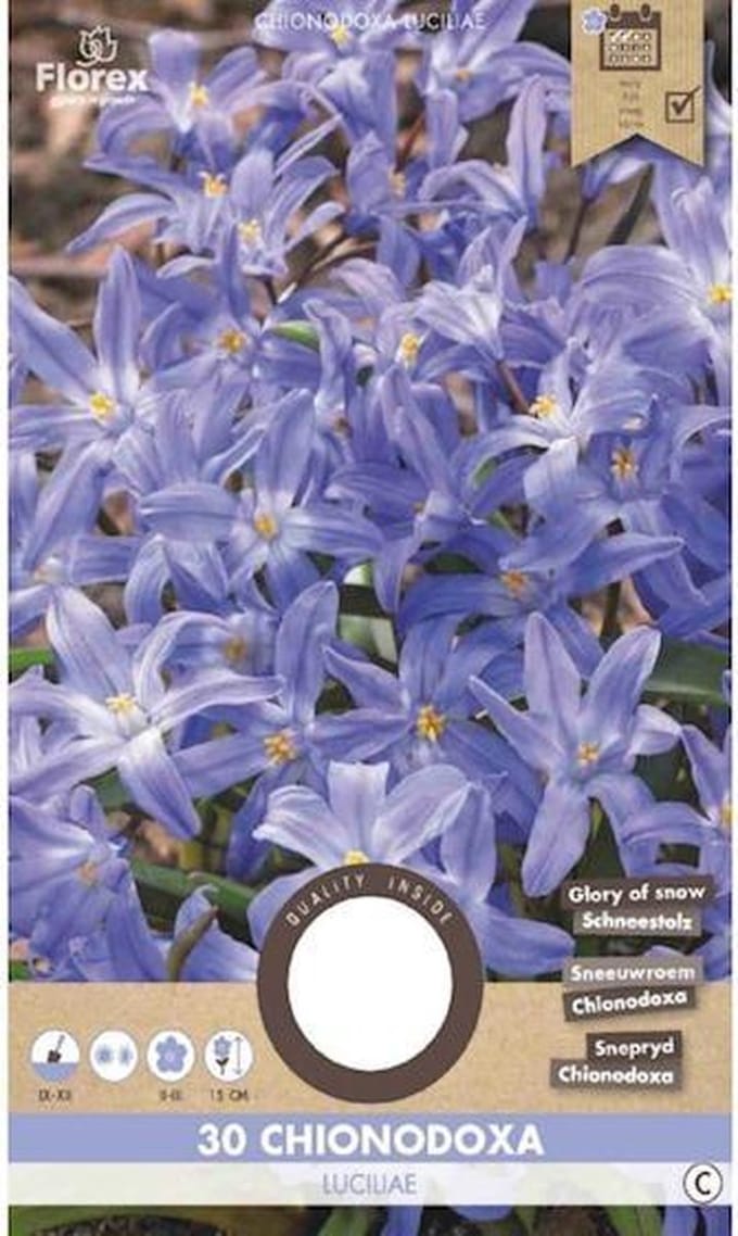 Chionodoxa Luciliae 5/6 30 stuks