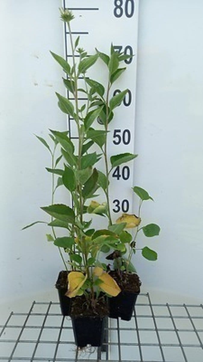 6x Zonnehoed - Rudbeckia subt. 'Little Henry' | 9x9 cm pot