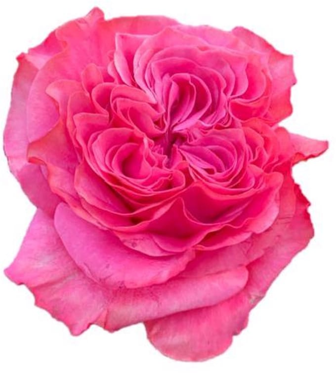 25x Rosa country blues 60cm