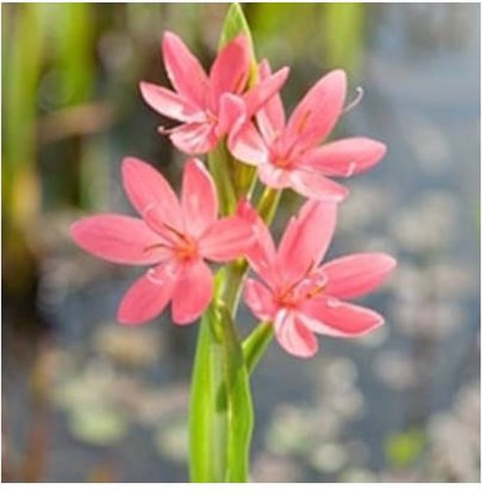 Moerings Schizostylis coc. Mrs.Hegarty | Moerasgladiool | In 9CM pot