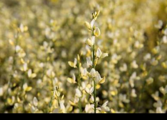 Cytisus praecox - Brem , Geitenklaver 40- 60 cm in pot