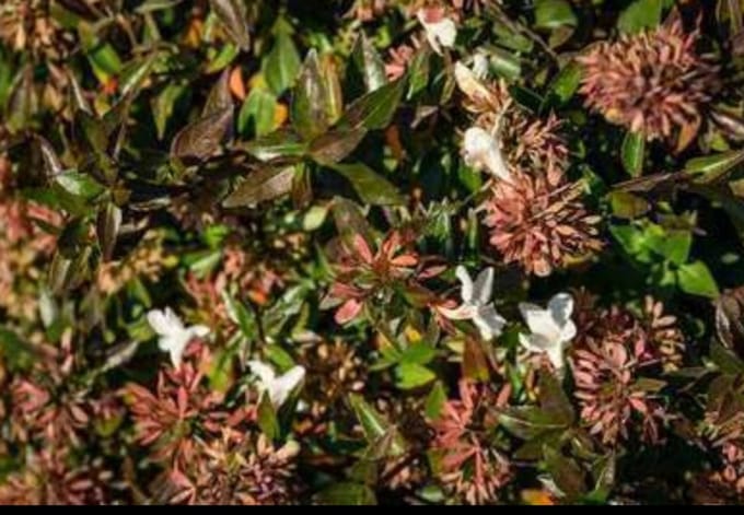 2 x Abelia grand. 'Sherwood' - Abelia 25- 30 cm in pot