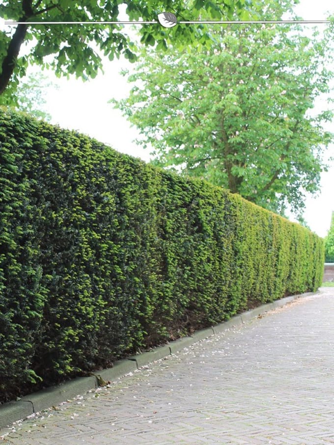 Laurier Prunus Caucasica 120-140 cm in Pot, 80x Haagplant
