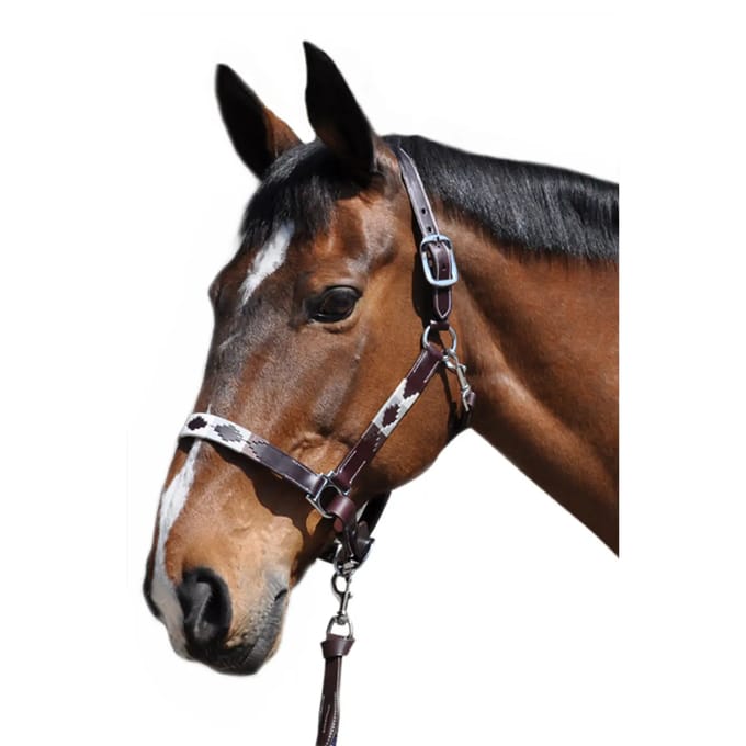 Halster voor paarden Flags&Cup Chukka