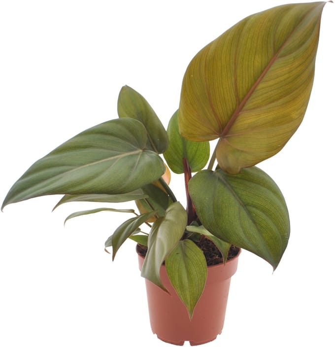 Philodendron Summer Glory | 35cm