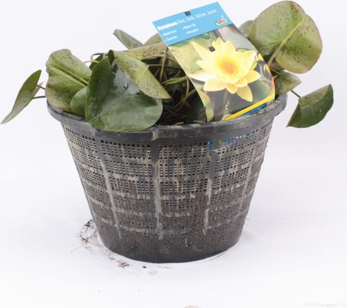 Moerings Standaard Gele Waterlelie | In 40CM Mand