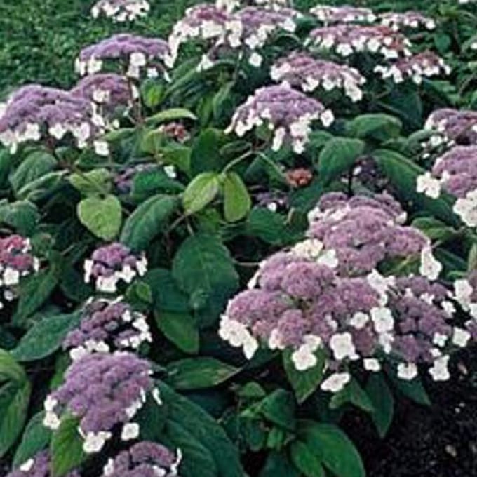 Hydrangea macrophylla ‘Teller White’  - Hortensia 25-30 cm in pot