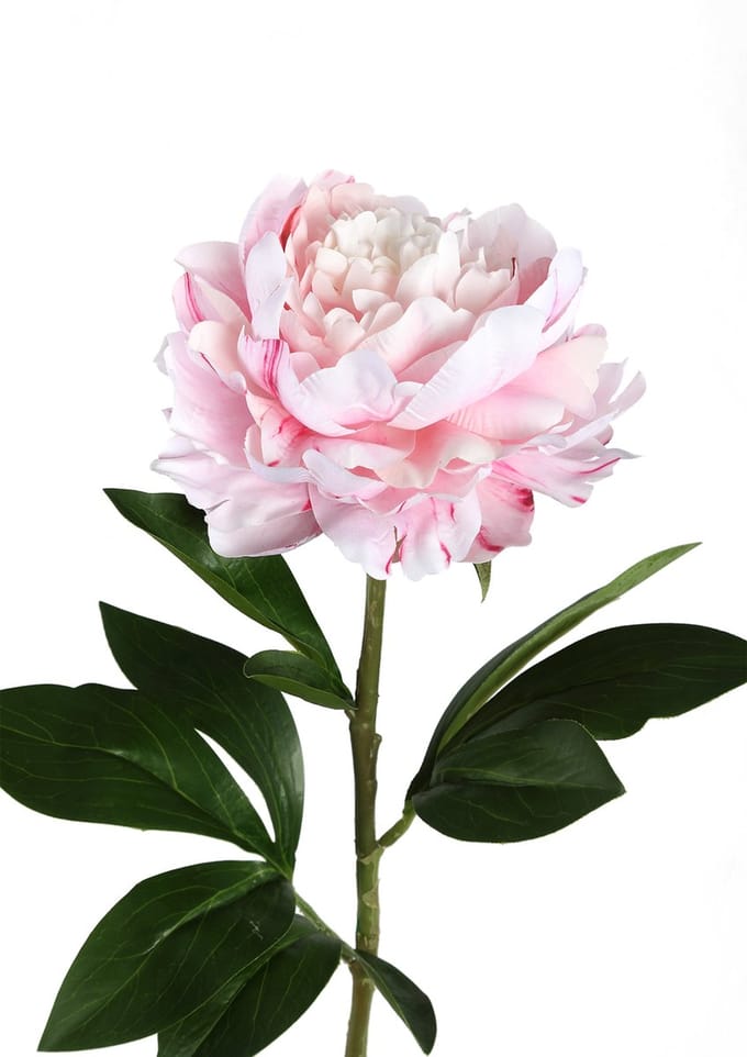 PTMD Peony Flower Pioenroos Prikker - 25 x 18 x 66 cm - Lichtroze