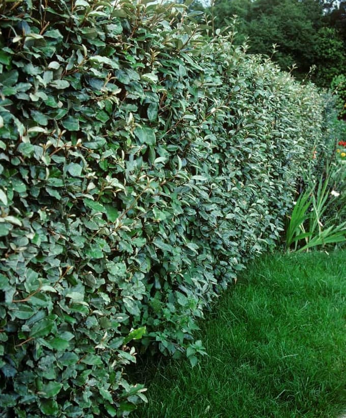 Elaeagnus ebbingei - Set van 4 (1 meter haag) - Olijfwilg - Pot 3 Liter 30-40cm - Wintergroen