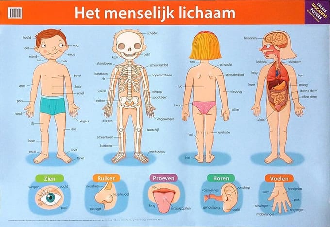 Deltas Educatieve posters - Het menselijk lichaam