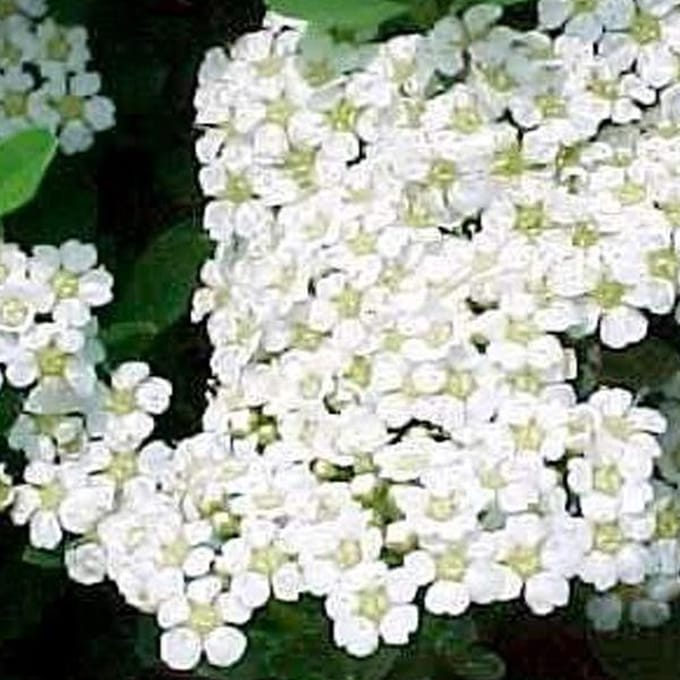 Spiraea Nipponica 'Snowmound' - Spierstruik - 40-60 cm: Sierlijke spierstruik met overvloedige witte bloesem.