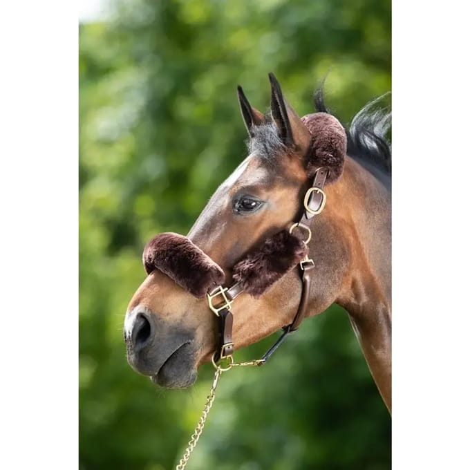 Halter schede HFI