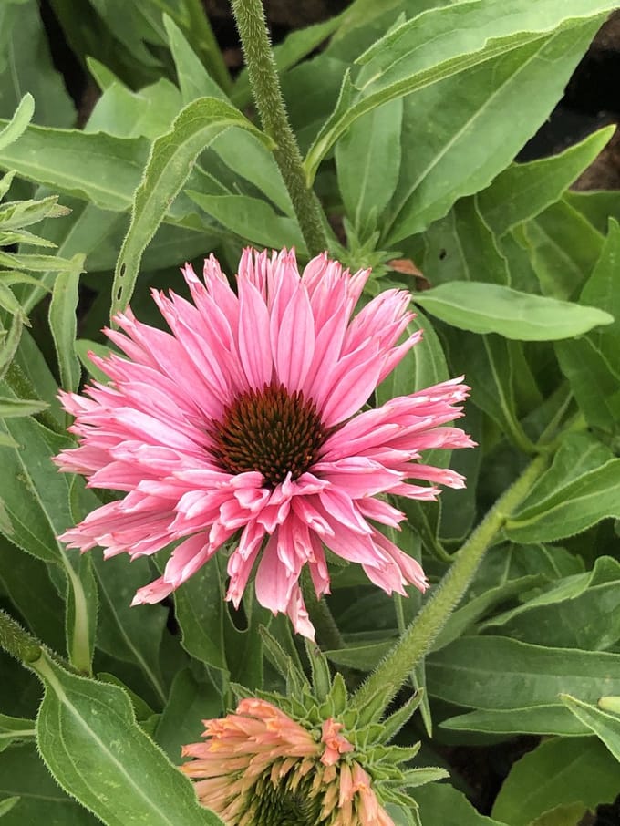 6x Zonnehoed - Echinacea purp. 'Sunseekers Salmon' | 9x9 cm pot