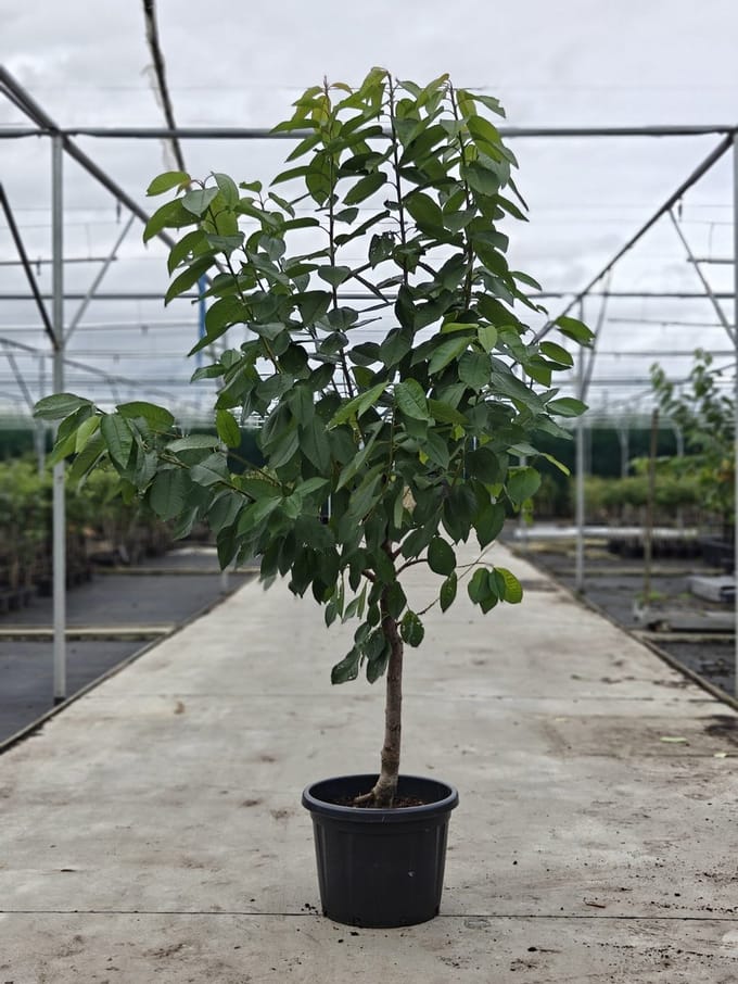 Prunus avium - Oude Kersenboom 'Sylvia' - Onderstam Colt - 45L pot - ca. 2m