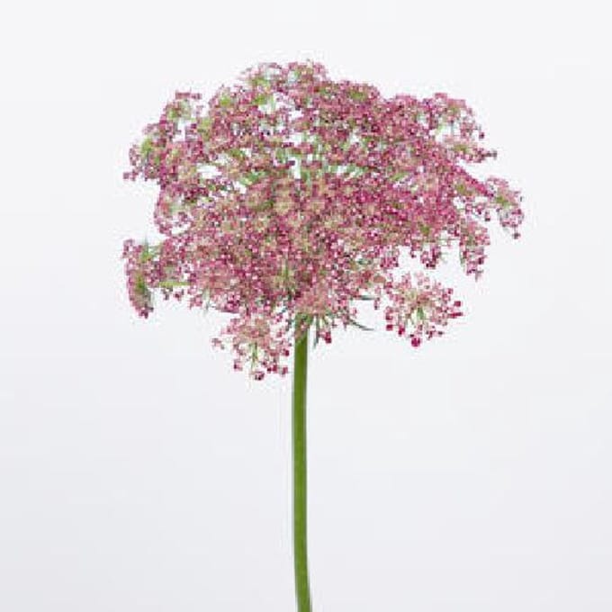20x Daucus dara 60cm