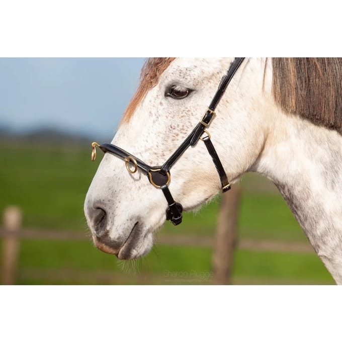 Paardenbox Edix Saddles ED5