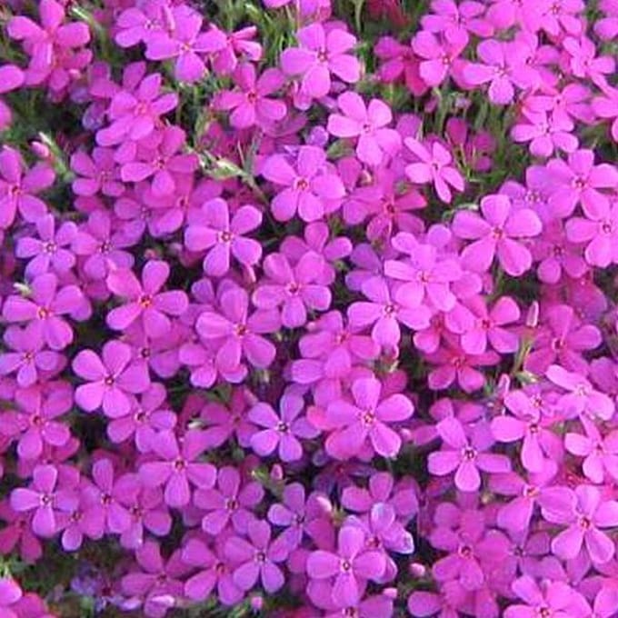 6 x Phlox 'Crackerjack' - Vlambloem Pot 9x9 cm - Rijkbloeiende Borderplant