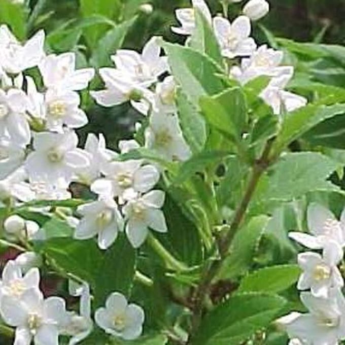 Deutzia Gracilis - Bruidsbloem 25-30 cm pot