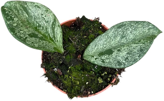 Hoya Obovata Splash Kamerplant Potmaat Ø10,5 cm |Vers Van De Kweker