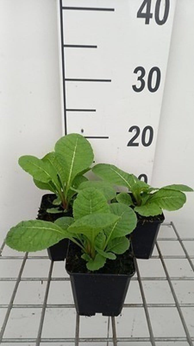 6x Sleutelbloem - Primula pulverulenta | 9x9 cm pot