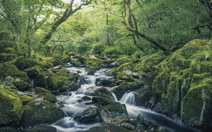 Fotobehang - Green Tales 400x250cm - Vliesbehang