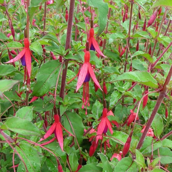 6 x Fuchsia 'Riccartonii'- Bellenplant pot 9x9cm