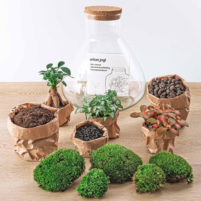 Planten terrarium - DIY - Sam XL Bonsai - Ecosysteem plant - ↑ 35 cm