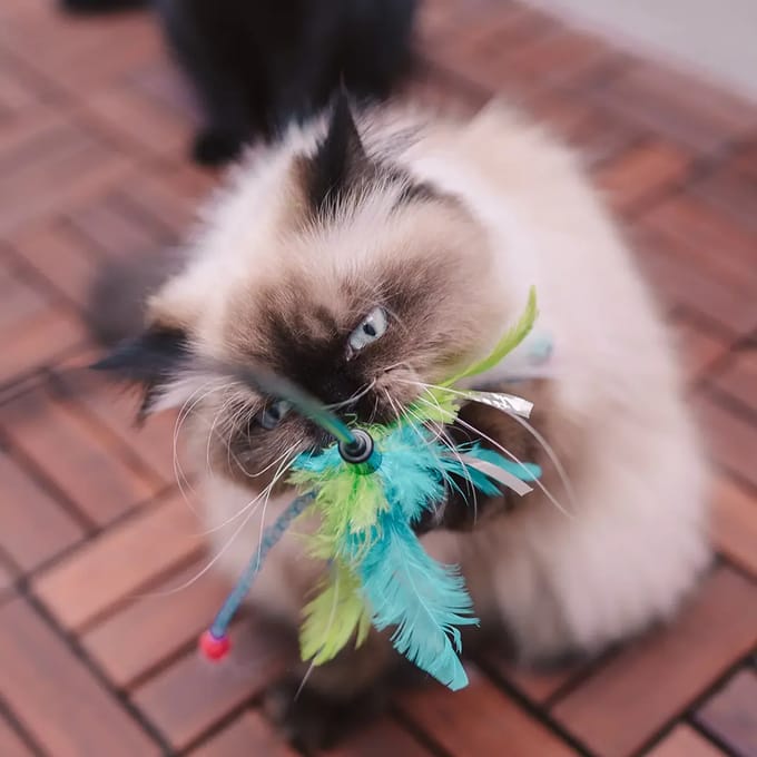 Duvo+ Kat Speelgoed Egelbal Kattenspeelgoed