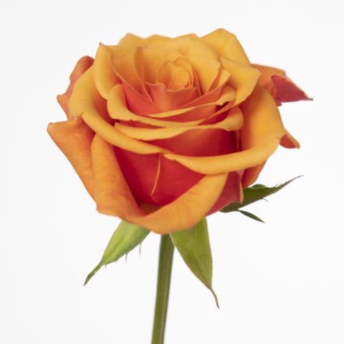 20x Rosa espana 50cm